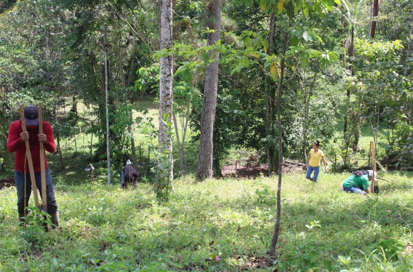  Restauran bosques de galería del río Changuinola 