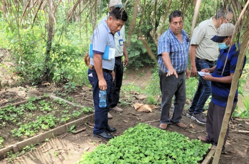  Agroturismo del MIDA inaugura Escuela de Campo en cultivos mixtos en Darién