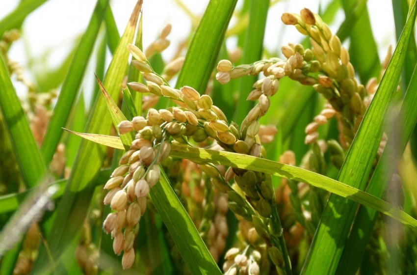  Más de 90 mil hectáreas se prevén cultivar de arroz para el ciclo 2022-2023