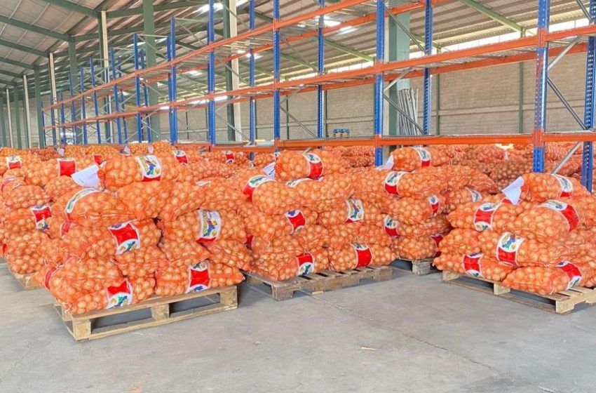  Más de 77 mil quintales de cebolla entregan agricultores de Natá