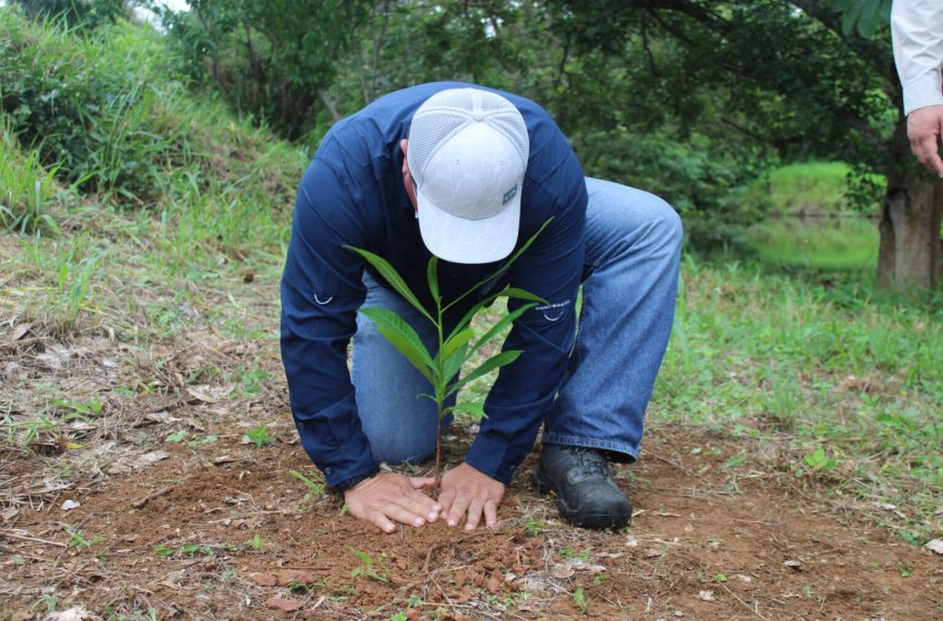  MiAMBIENTE Veraguas lidera reforestación para conservar el recurso hídrico