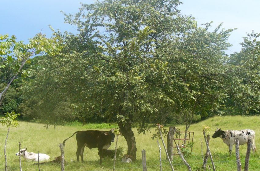  Ejecutan proyecto de ganadería sostenible para enfrentar el cambio climático en la subcuenca del Río Trinidad, área prioritaria de la Cuenca del Canal de Panamá