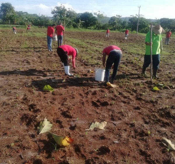  A todo vapor siembra de maíz, arroz y guandú en Llano Marín