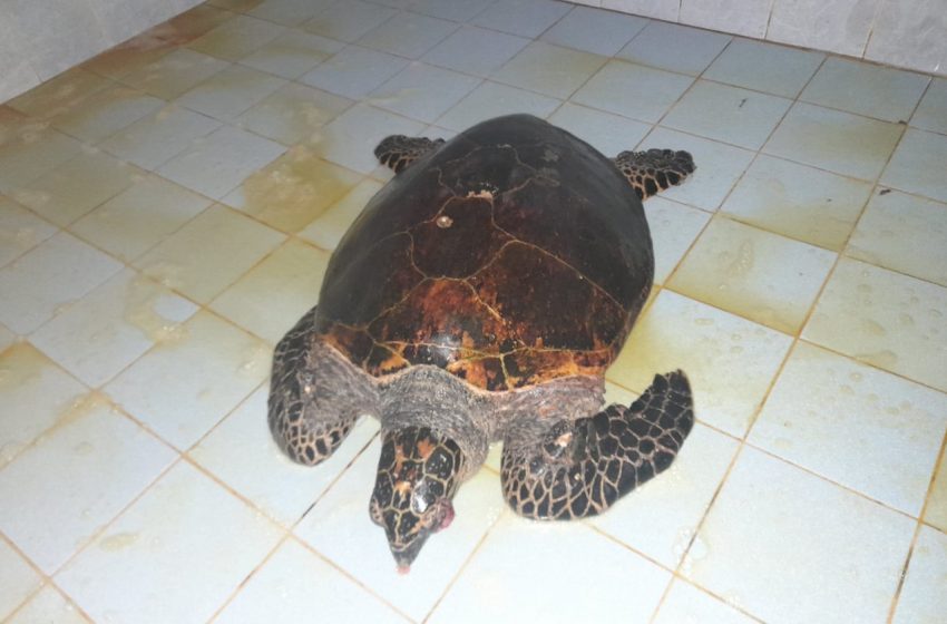  MiAMBIENTE atiende caso de tortuga marina atacada por perros