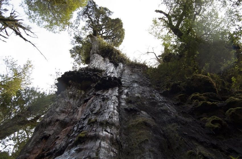  Hallado en Chile un nuevo candidato a árbol más antiguo del mundo