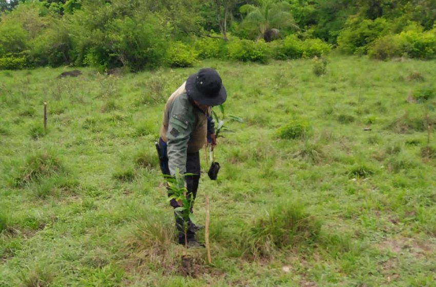  Siembra simbólica en área protegida en Coclé