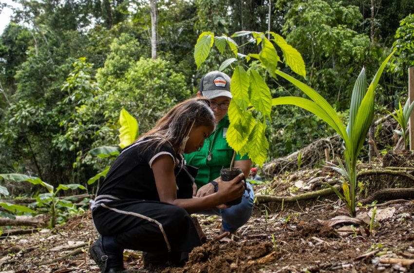  Bocas del Toro continúa aportando al Programa Nacional de Restauración Forestal