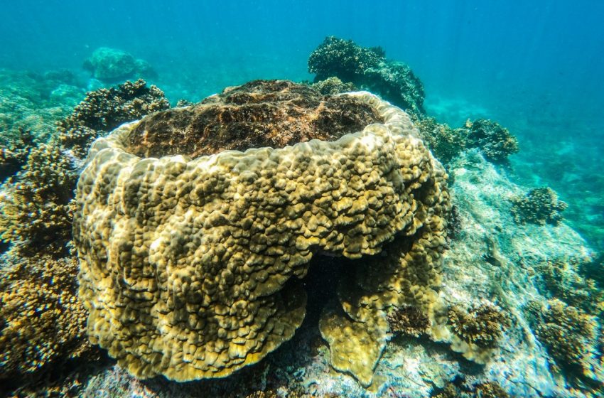  Panamá cuenta con ley de protección de sus arrecifes y los ecosistemas asociados