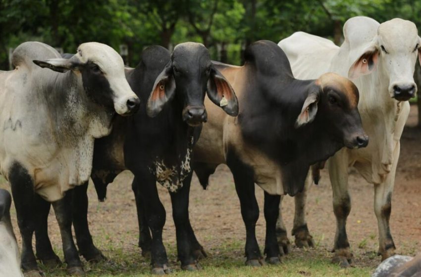  Productores de la Comarca Ngäbe Buglé recibieron sementales, herramientas e insumos 