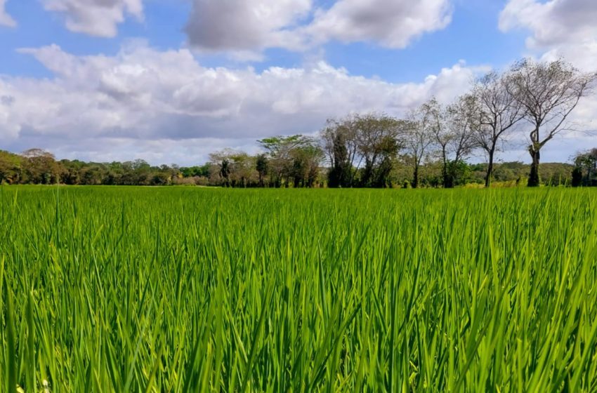  Hectáreas de arroz sembradas en Panamá se mantienen en crecimiento