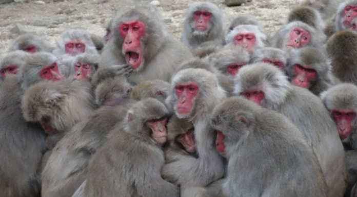  Mas de 30 heridos por ataques de monos en Japón