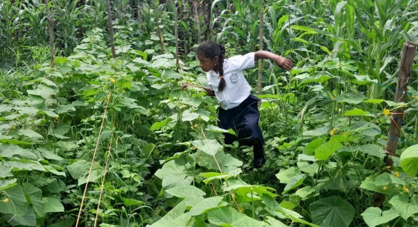  Mida impulsan huertos escolares en Darién