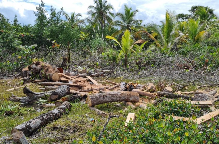  MIAMBIENTE detecta delitos ambientales en el distrito de Portobelo