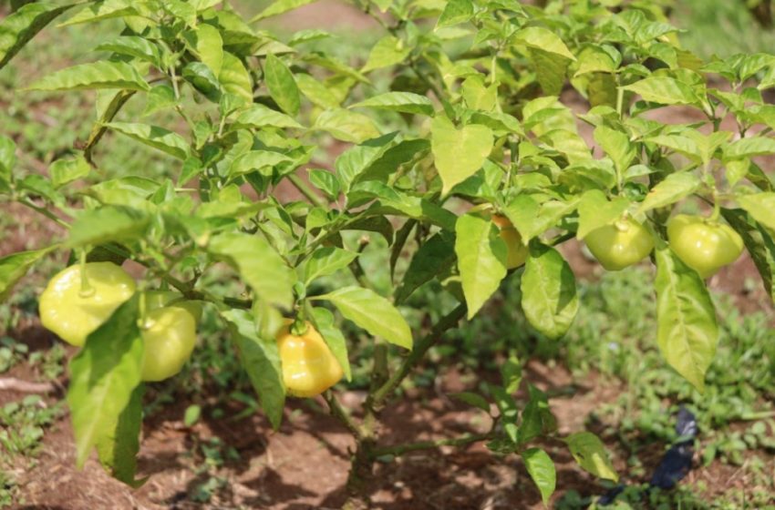  Jóvenes en conflicto con la ley siembran y cosechan semillas frutas y hortalizas