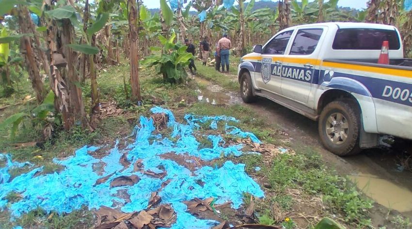  Decomisan y destruyen 46 mil plátanos en Bocas del Toro para proteger el patrimonio agrícola panameño