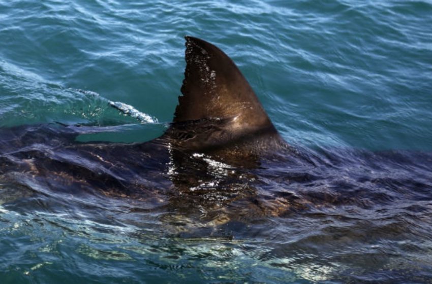  Hospitalizan a un menor con heridas graves tras morderle un tiburón en Florida