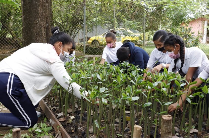  Centros escolares se preparan para la reforestación de manglares 
