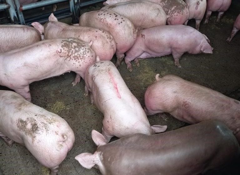  Proyecto compra de cerdos suma 63.3% de entregas al IMA