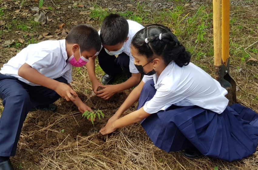  Plan Nacional de Restauración Forestal llega a las escuelas de Pocrí, en Los Santos