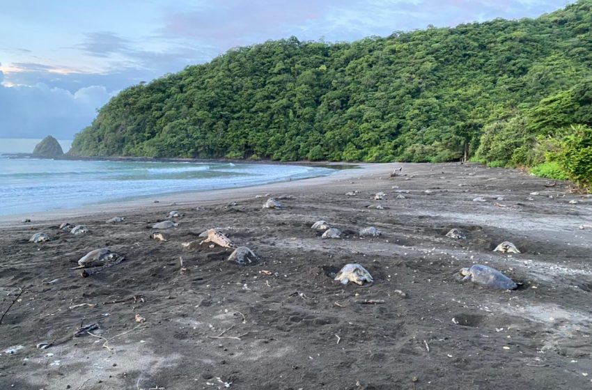  Desovan más de 8 mil tortugas marinas en Los Santos