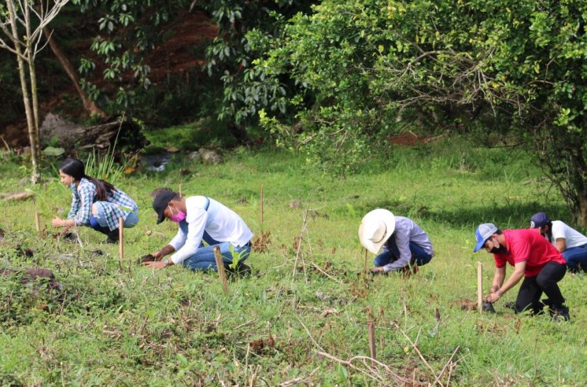 MiAMBIENTE impulsa el fortalecimiento de unas 250 hectáreas reforestadas