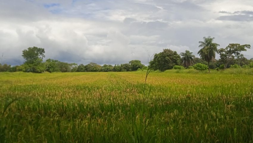  Cosecha de arroz en Chiriquí está en la etapa más alta. Productores y el MIDA confirman que hay disponibilidad del grano