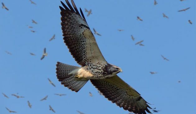  Aeropuerto Internacional de Tocumen alerta sobre temporada de aves migratorias