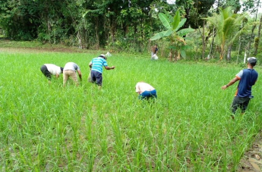  Agroturismo realiza quinta sesión de la escuela de campo en ricipiscicultura en Panamá Oeste 