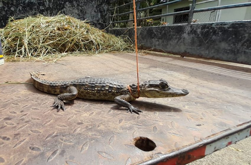  Rescatan y reubican a varios reptiles en Ocú