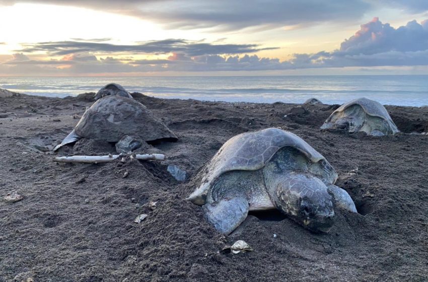  ¡Es un récord! Más de 22 mil tortugas marinas arribaron a Los Santos