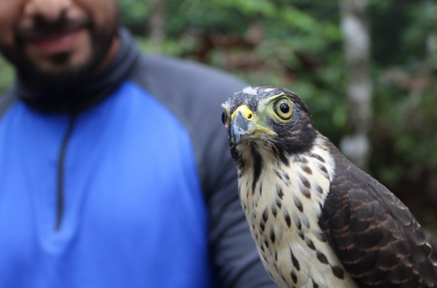  Águila poco común en Panamá se recupera y es liberada en el Parque Nacional Campana