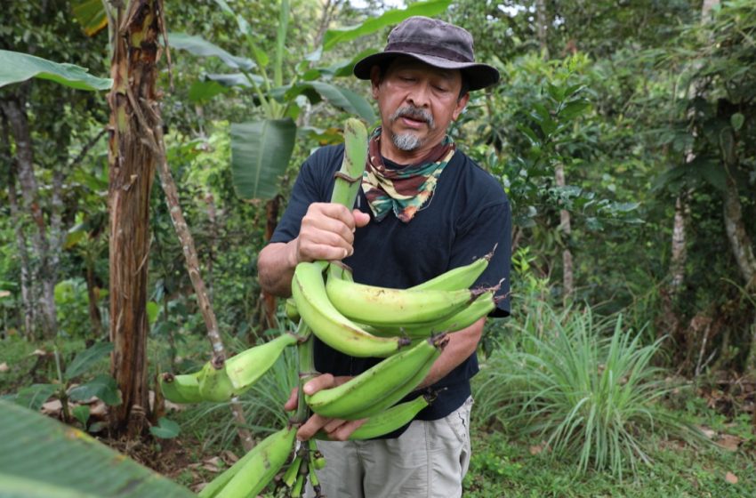  A través del programa “Redes de Familia” panameños están produciendo alimentos en granjas autosostenibles