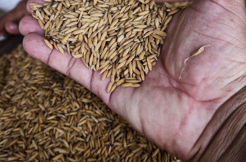  Panamá alcanza las 69 mil hectáreas de arroz sembradas, según informe del MIDA