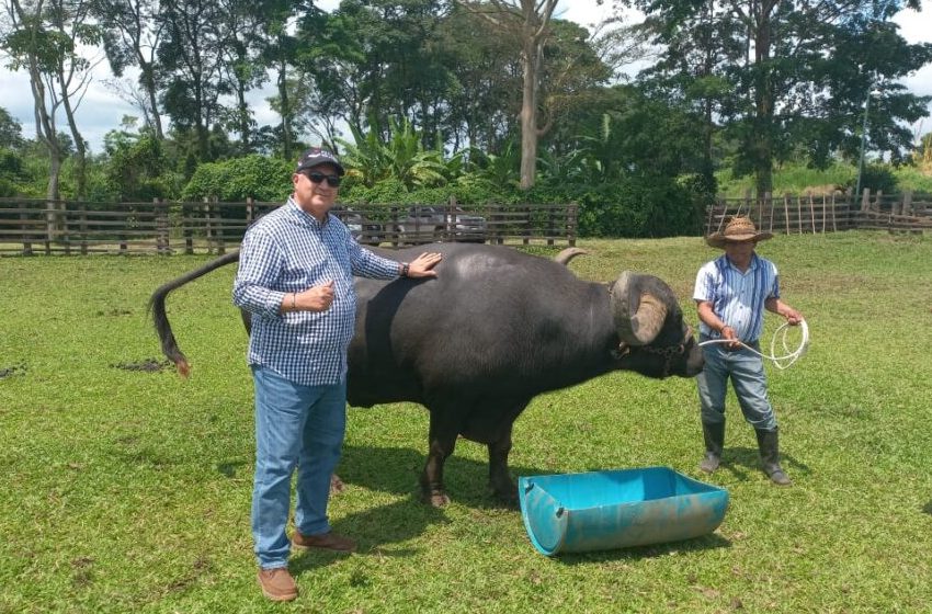  Panamá busca el refrescamiento genético bufalino en Guatemala