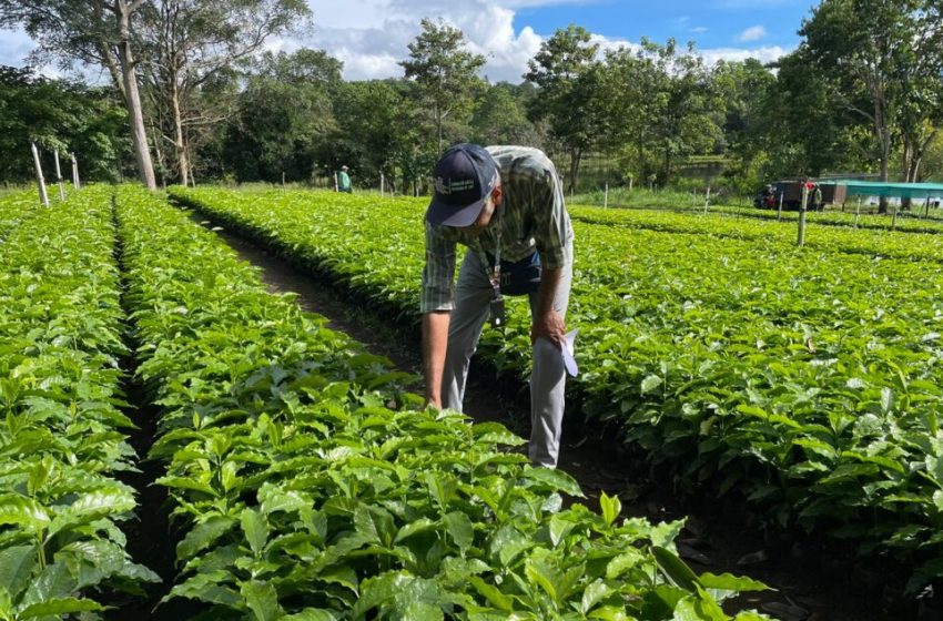  Se prevé un incremento en la producción de café en Chiriquí