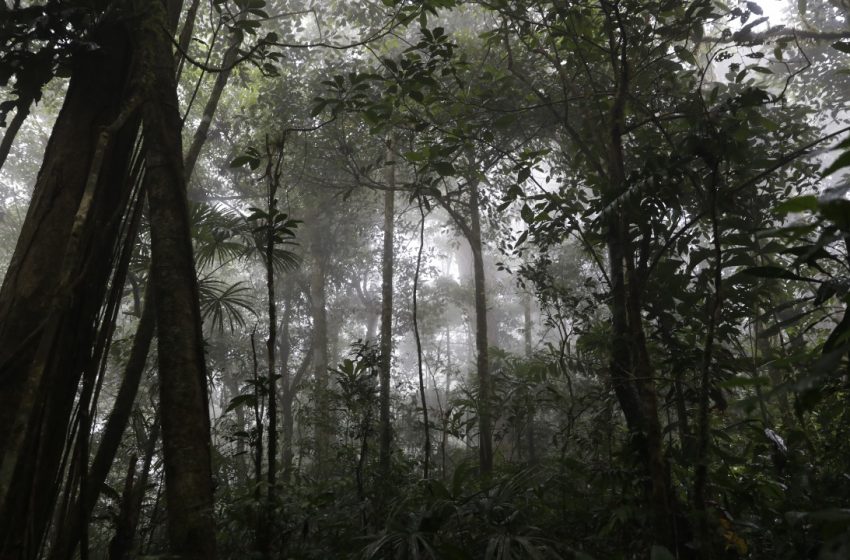  “Panamá actualiza su Nivel de Referencia Forestal”