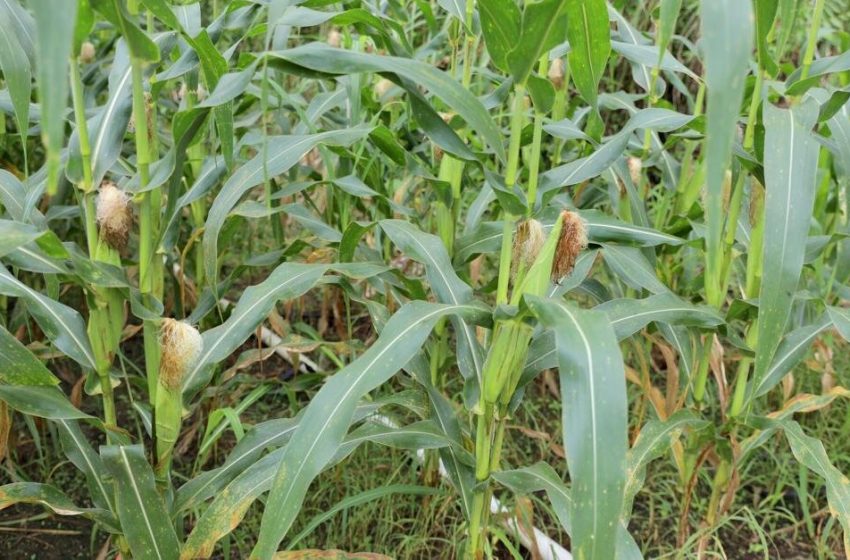  Siembra de maíz mecanizado mantiene su ritmo