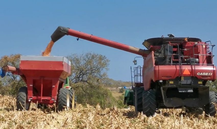  Siembra de maíz registra un incremento en hectáreas sembradas, según informe del Mida