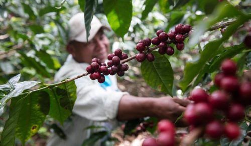  Minsa Chiriquí se prepara para atención de recolectores de café