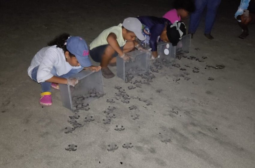  858 neonatos de tortuga Lora han sido liberados del vivero en Punta Chame