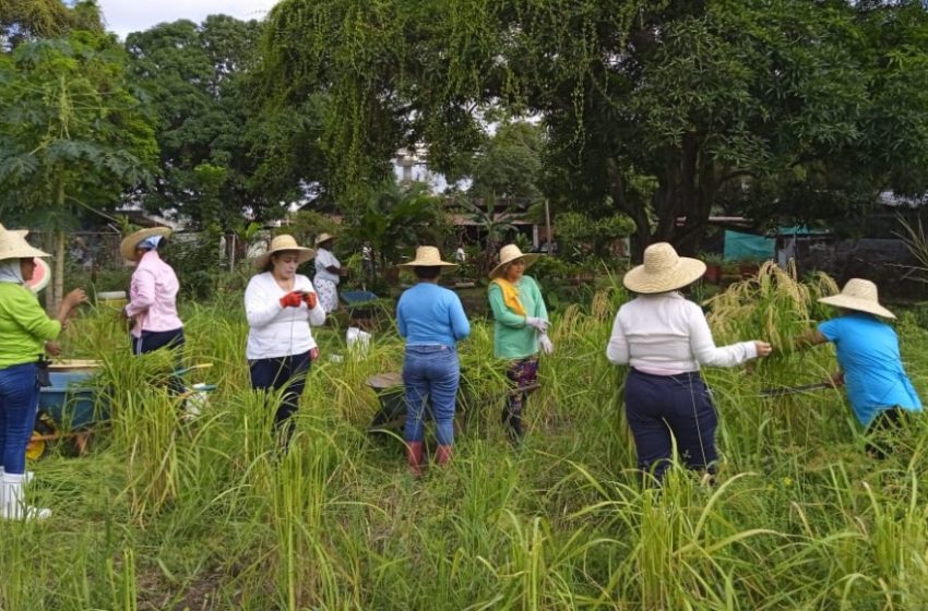  Privadas de libertad cosechan arroz para su consumo