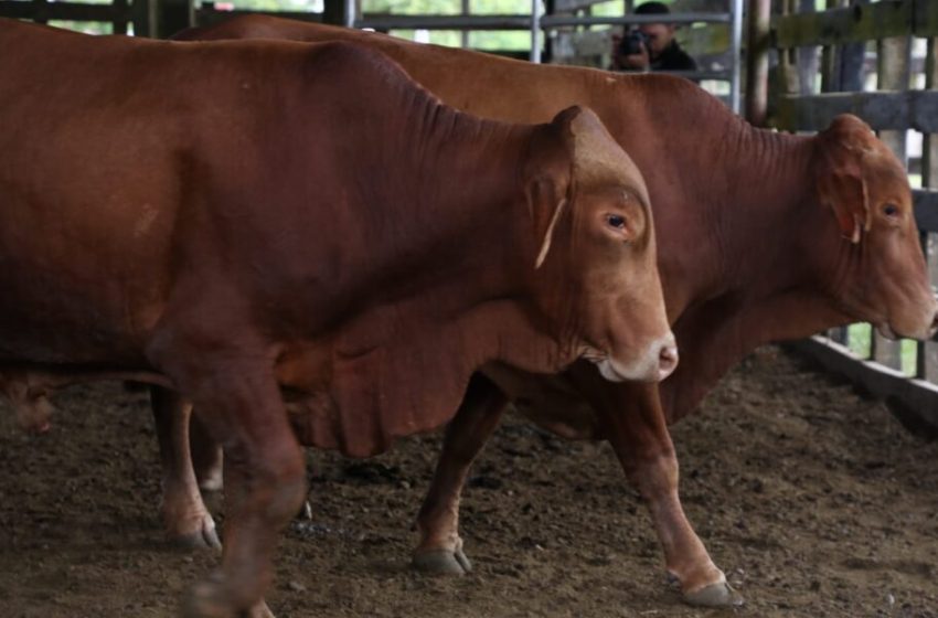  Productores bocatoreños reciben toros de alta genética del Programa Un Mejor Semental