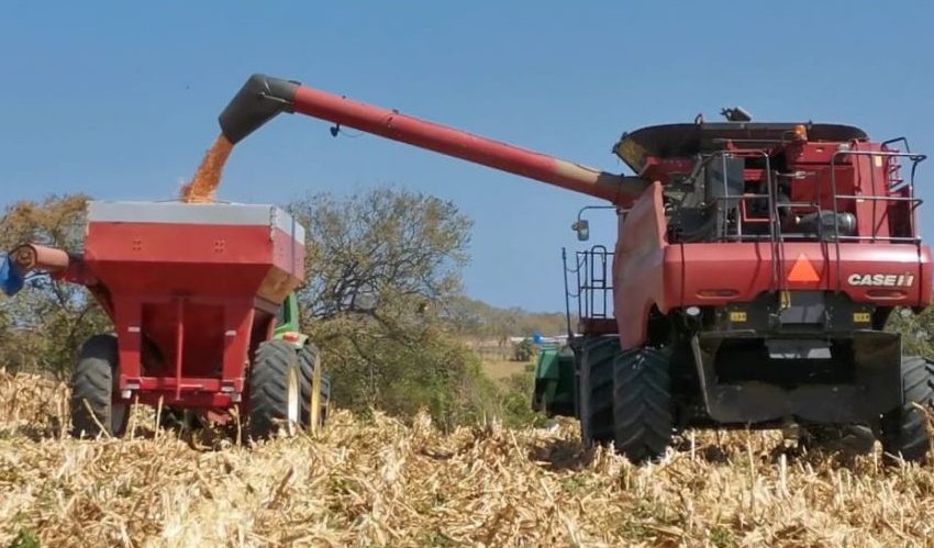  A buen ritmo avanza siembra de maíz en Panamá 