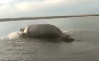  Ante la presencia de elefante marino en Coclé, MiAMBIENTE pide a la población tener precaución