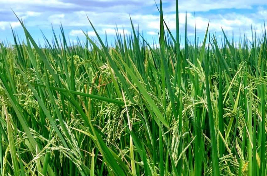  Informe de arroz del MIDA registra 80 mil hectáreas sembradas