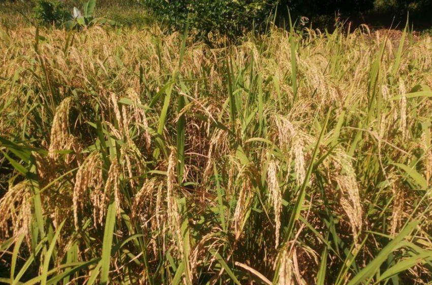  Inician Cosecha de Arroz en Pedregal de David