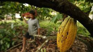  Aprueban crédito adicional al MIDA para los rubros de cacao y café