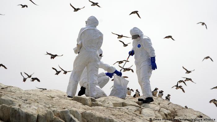  Perú emite alerta sanitaria por casos de influenza aviar