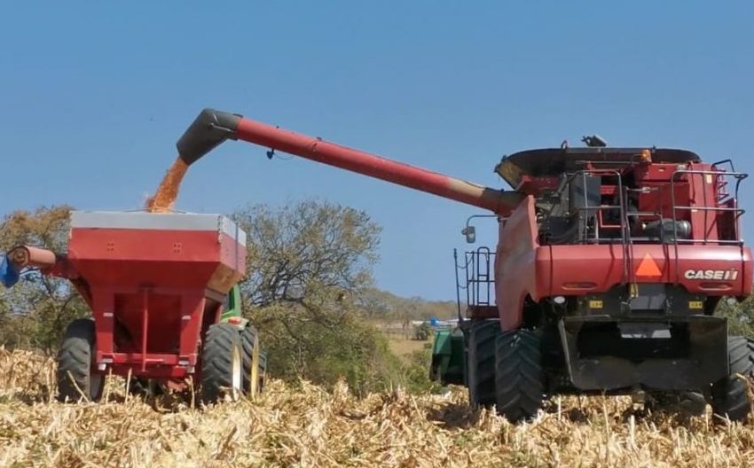  Avance de siembra de maíz para el ciclo agrícola 2022 – 2023 se mantiene a buen ritmo