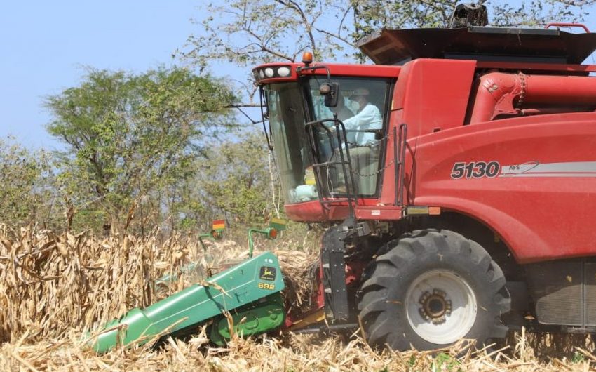  Gobierno ha pagado más de B/.7.8 millones a productores de maíz